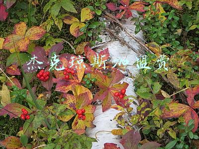 杰克琼斯加盟费