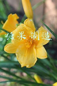 糖果制造