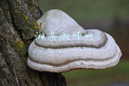 湘菜厨师网