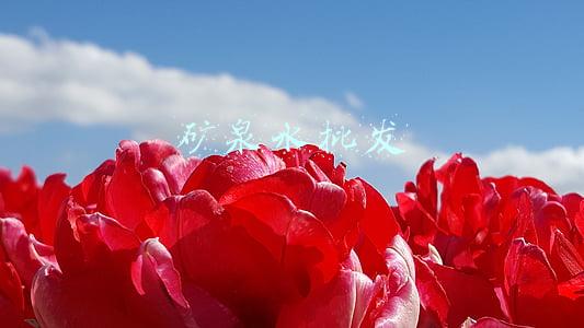 矿泉水批发