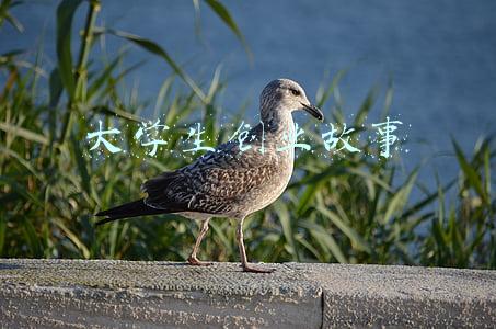 大学生创业故事分享(乡村振兴：一位大学生回乡创业的经历和前景展望)
