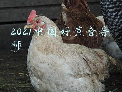 2021中国好声音导师换人(《中国好声音》改版，周杰伦大概率不来了，导师有望采取4+4模式)