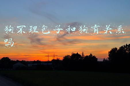 狗不理包子和狗有关系吗