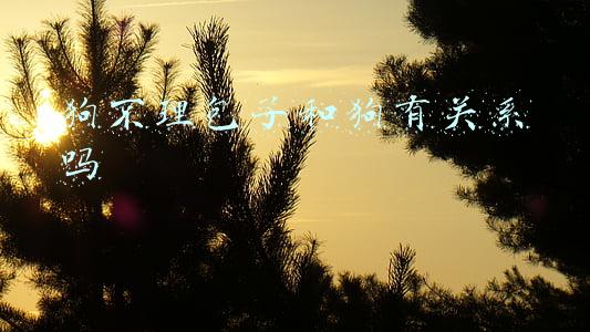 狗不理包子和狗有关系吗