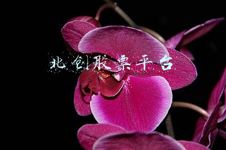 北创光电股票(21硬核投研丨北交所首批81家公司全扫描，谁是市值一哥？谁是业绩之王？“30CM”时代如何掘金？)