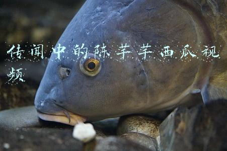传闻中的陈芊芊西瓜视频