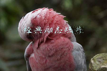 经典励志短片