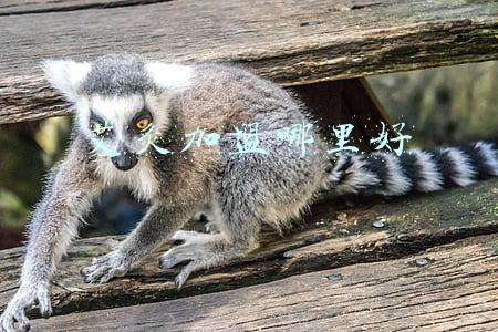 艾灸加盟哪里好