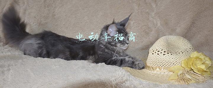 电动车招商