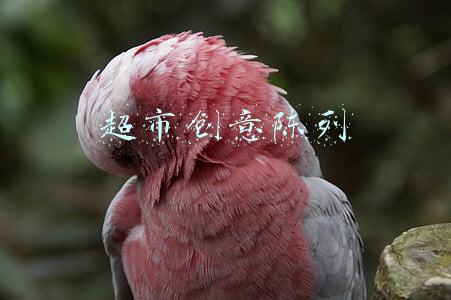 超市创意陈列获奖图片(《陈列日记》一组超市陈列大赛作品集)