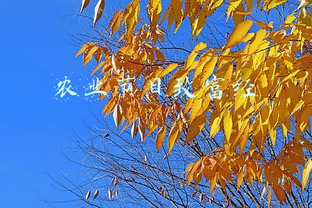 农业节目致富经视频(央视《致富经》栏目关注融安“大坡飞鸡”)