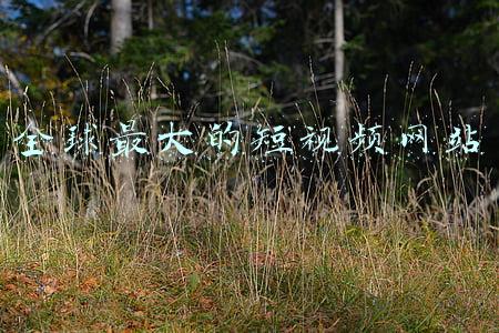 全球最大的短视频网站