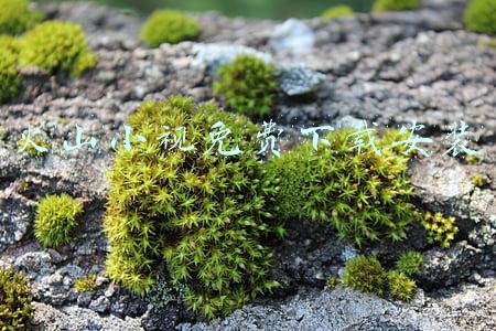 火山小视免费下载安装