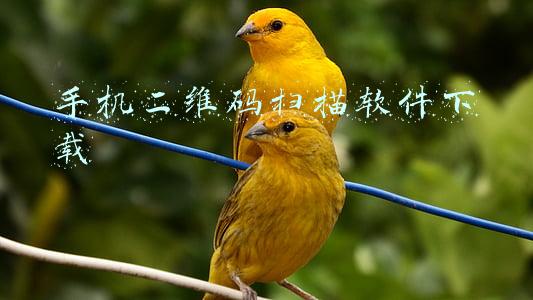 手机二维码扫描软件下载官方(习近平和彭丽媛设宴欢迎出席北京2022年冬奥会开幕式的国际贵宾)