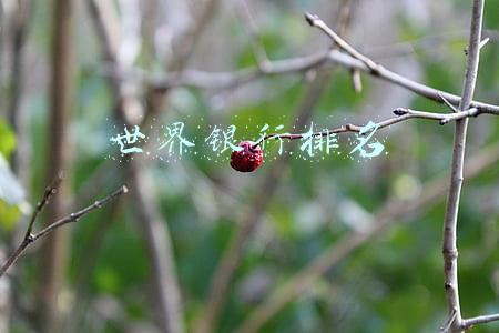 世界银行排名