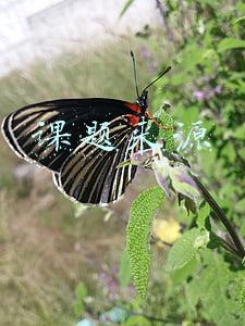 课题来源