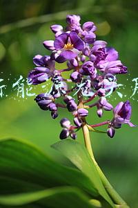 新能源龙头股 新能源龙头股