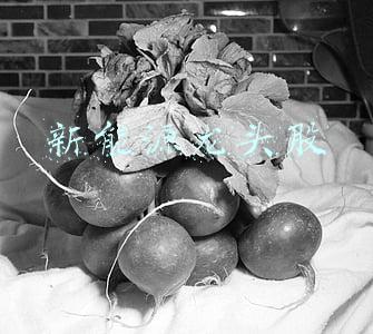新能源龙头股 新能源龙头股
