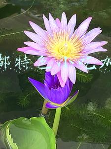 成都特色小吃加盟
