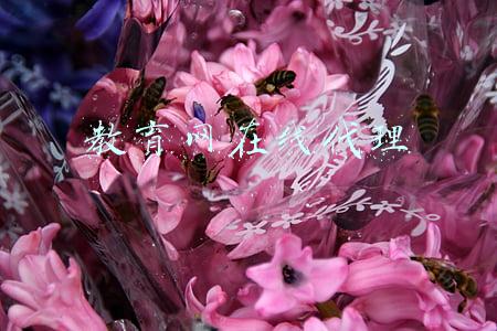 教育网在线代理
