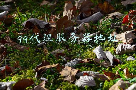 qq代理服务器地址