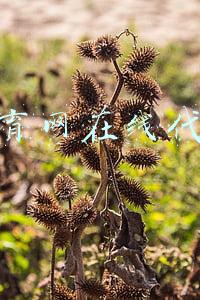 教育网在线代理