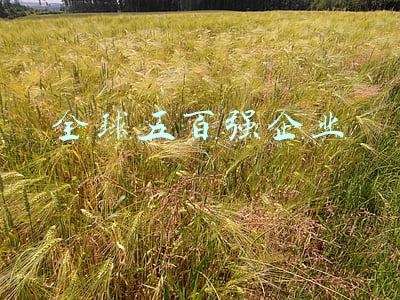 全球五百强企业
