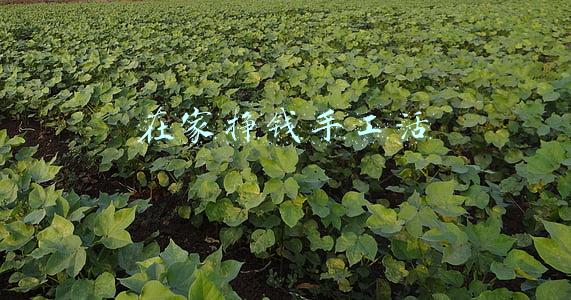 在家挣钱手工活
