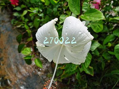 270022基金净值(任何净值曲线，皆是人生观与价值观的折射)