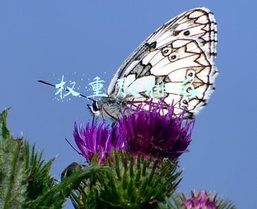 权重股排名50(去年A股创业板表现最好，二十大权重股有：宁德时代、迈瑞医疗、东方财富、金龙鱼、爱尔眼科、亿纬锂能等)