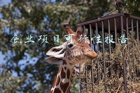 创业项目可行性报告