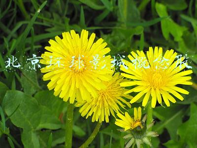 北京环球影城概念股潜伏(多只概念股涨停，北京环球影城，股市下一个“碳中和”？)