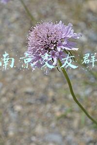 南京交友群