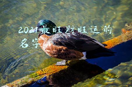 2021最旺财旺运的名字