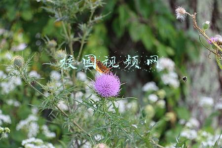校园视频平台(关于智慧校园应用建设)