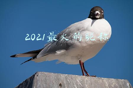 2021最火的昵称带符号的网名(2021抖音昵称漂亮符号大全)