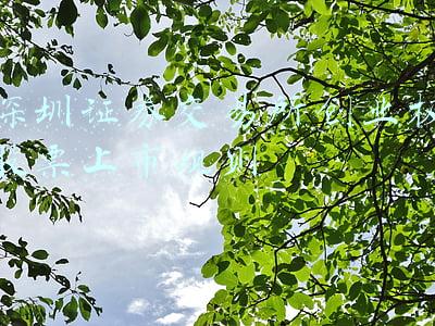 深圳证券交易所创业板股票上市规则