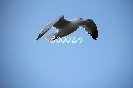 300025