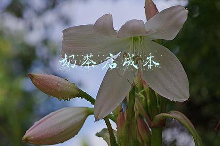 奶茶店成本核算方法(如何计算奶茶店的成本？)