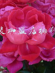 服装加盟排行榜前十名(中国十大服饰品牌 来了)