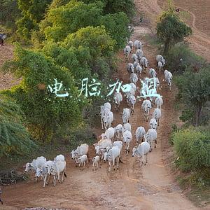 电脑加盟店多少钱(青少年编程加盟费用多少钱)