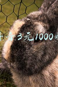 抖音3元1000粉在哪里买到(抖音账号运营变现小技巧)