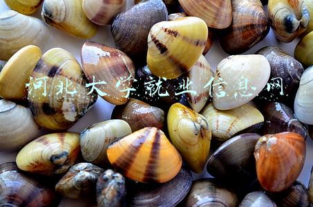 河北经贸大学就业信息(河北经贸大学2019届研究生就业质量报告)