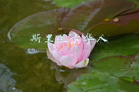 斯里兰卡华人多吗(斯里兰卡华人多吗？中国公民在连环爆炸中的伤亡情况)