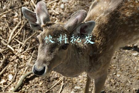 饮料批发