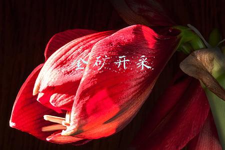 金矿开采