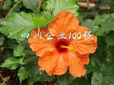 四川企业100强榜利润(川渝披露民企100强榜单：哪些行业在崛起？哪些行业在没落？)