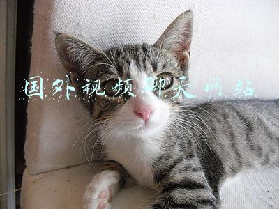 国外视频聊天网站女人变男人(危险来自身边：色情聊天室影像买卖调查)
