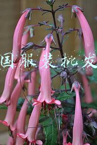中国服装批发网官网(西南“最大服装批发市场”陷纠纷：无消防合格证即营业被起诉)