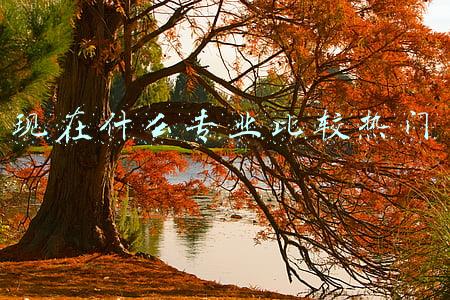 现在什么专业比较热门